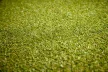 RoyalGreen 15mm műfű, 400cm